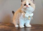 Seal bicolor boy - Ragdoll Kitten For Sale - Fontana&comma; CA&comma; US