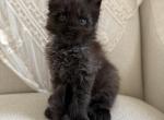 Rowan - Maine Coon Kitten For Sale - Chandler Heights&comma; AZ&comma; US