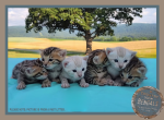 Expecting Litter Soon - Bengal Kitten For Sale - Needmore&comma; PA&comma; US