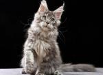 Maine Coon European Lines - Maine Coon Kitten For Sale - 