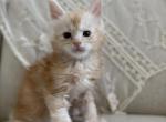 Evan - Maine Coon Kitten For Sale - Chandler Heights&comma; AZ&comma; US