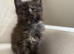 Ella - Maine Coon Kitten For Sale - Chandler Heights&comma; AZ&comma; US