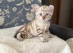Sebastian Highlander - Highlander Kitten For Sale - Bridgeton&comma; NJ&comma; US