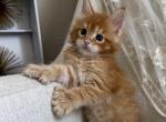 Hailey - Maine Coon Kitten For Sale - Chandler Heights&comma; AZ&comma; US