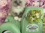 Halo Spring Litter - Ragdoll Kitten For Sale - FL&comma; US