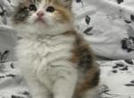 Kelly kitten mix Maine Coon & Ragdoll - Ragdoll Kitten For Sale - 