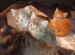 Rex Luna Riley Monte - Maine Coon Kitten For Adoption - Scarborough&comma; ME&comma; US