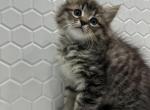 Kitten Barbos Mix Maine Coon & Ragdoll - Maine Coon Kitten For Adoption - 