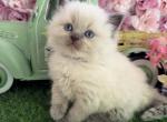 Peppermint Spring Litter - Ragdoll Kitten For Sale - 