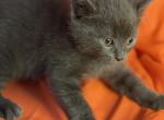 Fabio - Russian Blue Kitten For Sale - Rockford&comma; IL&comma; US
