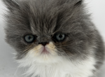 Socks - Persian Kitten For Sale - 