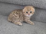 Amber - Scottish Fold Kitten For Sale - Naperville&comma; IL&comma; US