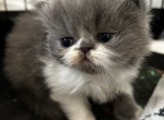 Chuck - Persian Kitten For Sale - 