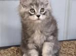 BYERS - Maine Coon Kitten For Sale - 