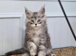 BYERS - Maine Coon Kitten For Sale - 