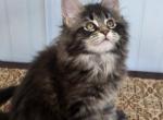 MAXINE - Maine Coon Kitten For Sale - 