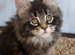 MAXINE - Maine Coon Kitten For Sale - 