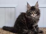 MAXINE - Maine Coon Kitten For Sale - Clayton&comma; NC&comma; US