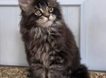 MAXINE - Maine Coon Kitten For Sale - 