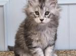 ELEVEN - Maine Coon Kitten For Sale - 