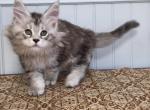 ELEVEN - Maine Coon Kitten For Sale - 