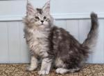 ELEVEN - Maine Coon Kitten For Sale - 