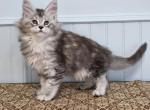 ELEVEN - Maine Coon Kitten For Sale - Clayton&comma; NC&comma; US