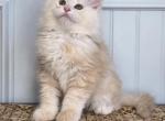 HOPPER - Maine Coon Kitten For Sale - Clayton&comma; NC&comma; US