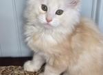 HOPPER - Maine Coon Kitten For Sale - Clayton&comma; NC&comma; US