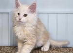 HOPPER - Maine Coon Kitten For Sale - 