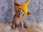 Sphynx Babies - Sphynx Kitten For Sale - Orlando&comma; FL&comma; US