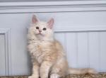 HOPPER - Maine Coon Kitten For Sale - 