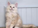 HOPPER - Maine Coon Kitten For Sale - Clayton&comma; NC&comma; US