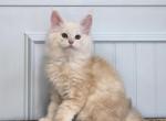 HOPPER - Maine Coon Kitten For Sale - 