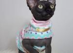 Shadow - Sphynx Kitten For Sale - Orlando&comma; FL&comma; US