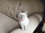 Red Boy - Ragdoll Kitten For Sale - Evansville&comma; WI&comma; US
