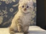 Ambassador grey Highlander - Highlander Kitten For Sale - Bridgeton&comma; NJ&comma; US