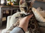 F3 Glitter Bengal Purple color - Bengal Kitten For Sale - Litchfield&comma; IL&comma; US