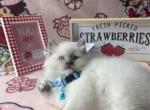 RESERVED Blueberry - Ragdoll Kitten For Sale - 