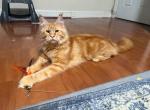 StarcoonBostonRosie - Maine Coon Cat For Sale - Malden&comma; MA&comma; US