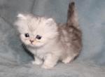 PAWS Shaded Silver Persian Male Persian Kitten - Persian Kitten For Sale - 
