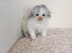 Scottish fold longhair dilute calico girl - Scottish Fold Kitten For Sale - Spokane&comma; WA&comma; US