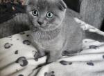 Bodhi - Scottish Fold Kitten For Sale - Molalla&comma; OR&comma; US