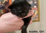 Acadia - Maine Coon Kitten For Sale - Belchertown&comma; MA&comma; US