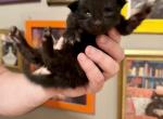Moose - Maine Coon Kitten For Sale - Belchertown&comma; MA&comma; US