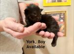 York - Maine Coon Kitten For Sale - Belchertown&comma; MA&comma; US
