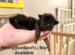 Kenny bunkport - Maine Coon Kitten For Sale - Belchertown&comma; MA&comma; US
