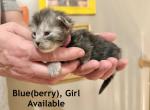 Blue berry - Maine Coon Kitten For Sale - Belchertown&comma; MA&comma; US