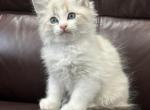 Pure breed Maine Coon - Maine Coon Kitten For Adoption - 