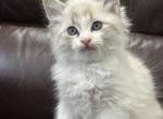 Pure breed Maine Coon - Maine Coon Kitten For Adoption - 